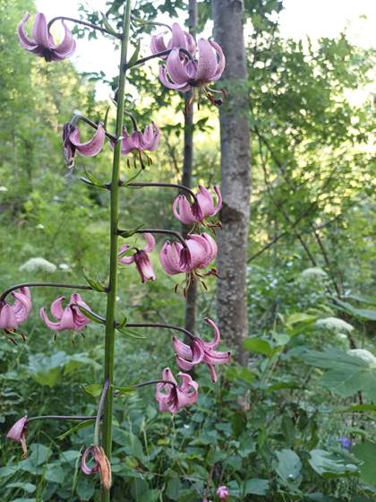 lys martagon gavarnie