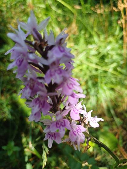 Orchidée au cirque de Gavarnie