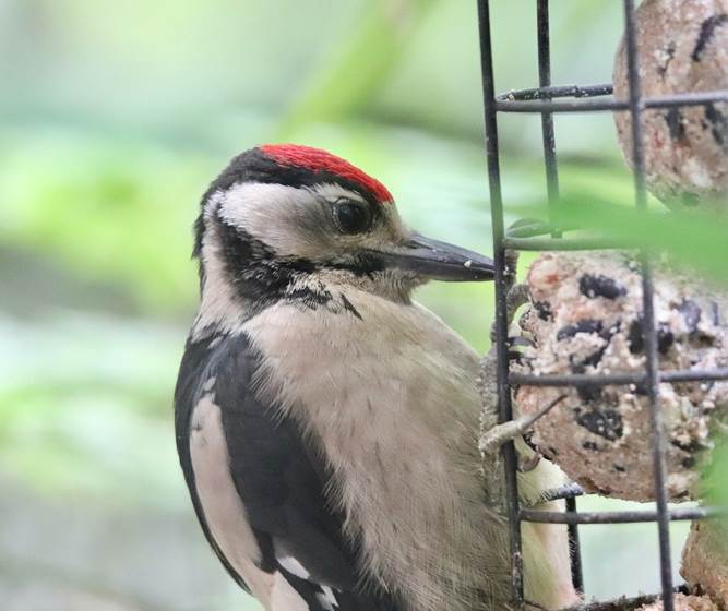 great-spotted-woodpecker-8829228_1280