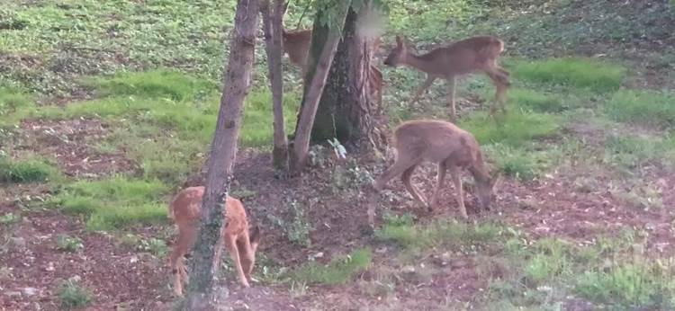 Les chevreuils devant le gîte "les chevreuils"