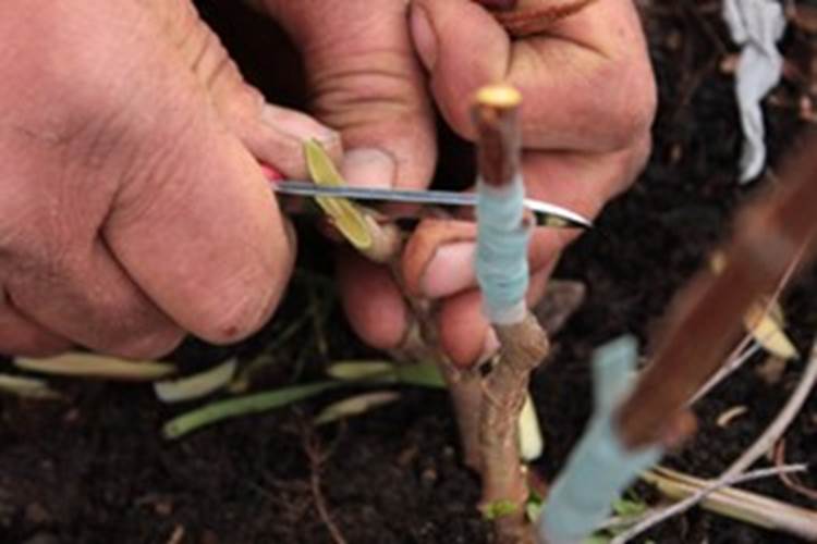 Greffage et taille arbres fruitiers