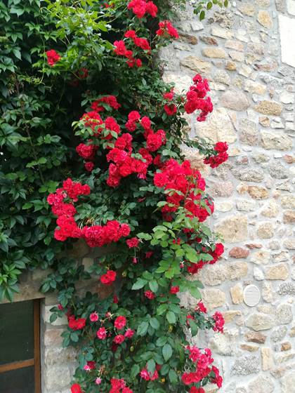rosier rouge sur la façade en pierres
