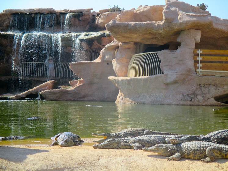croco 6