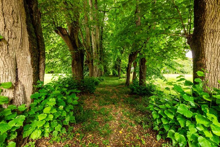 Une des allées de tilleuls centenaires du parc du château