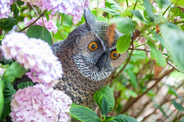 L'Heure Bleue•2020-07-10_Pidz-124•WEB