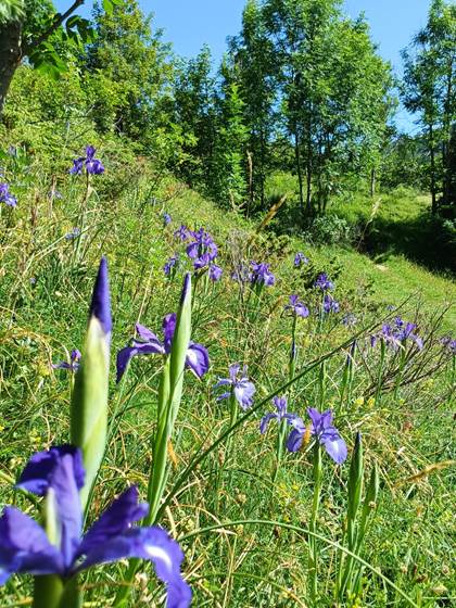 Un champ d'iris a Gavarnie