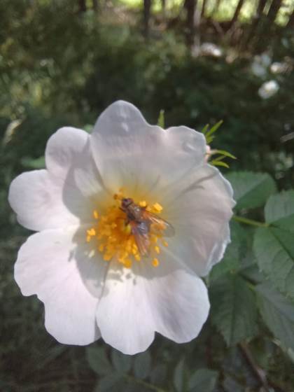 Fleur et insecte a Gavarnie