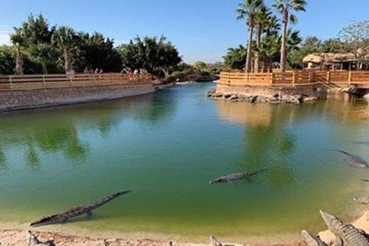 croco 1