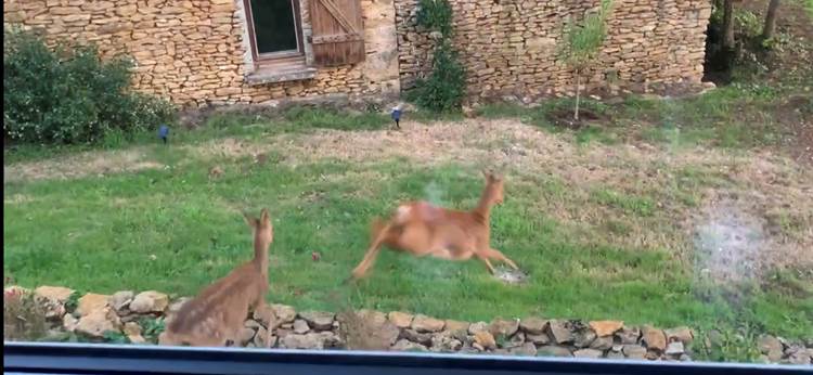 Les chevreuils devant notre fenêtre