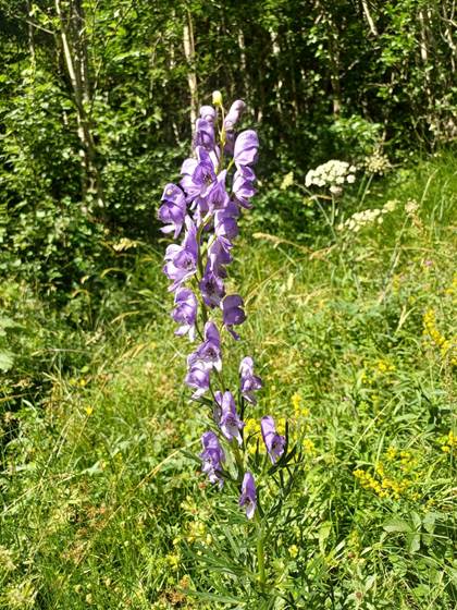 aconit casque de Jupiter