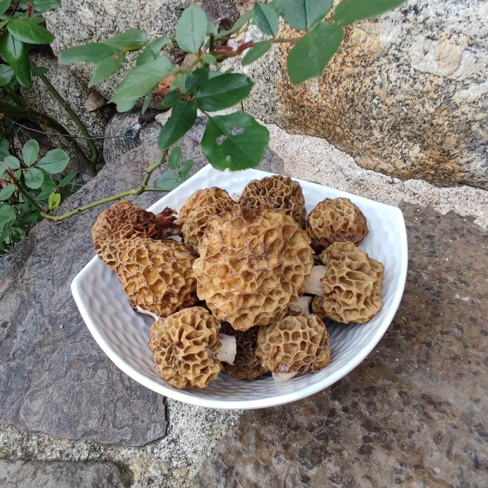 Cueillette au Mas-presta