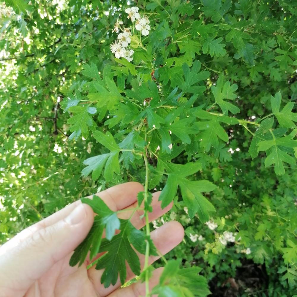 IMG_20200427_163428-presta