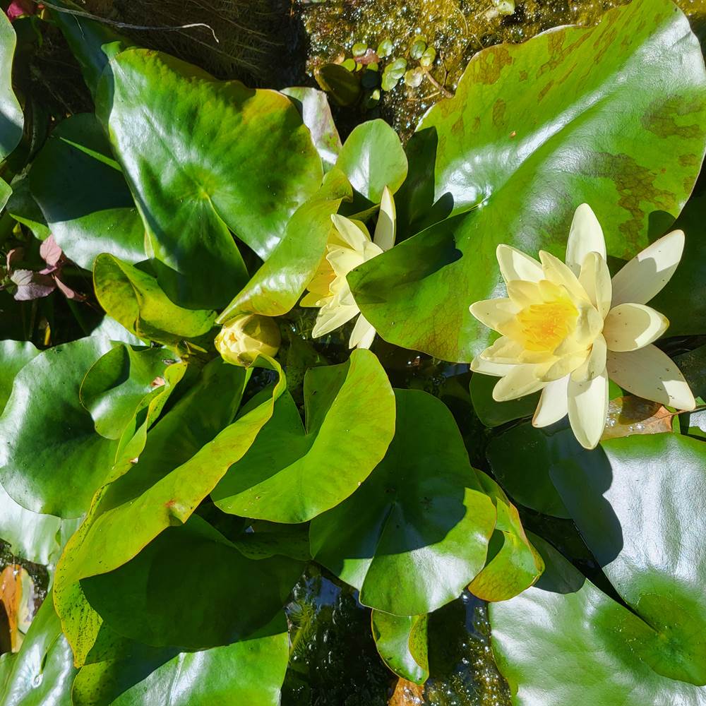 au jardin de Belaora-presta