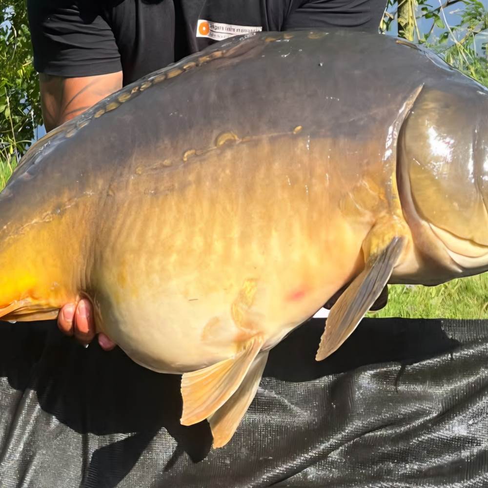 IMG_20250622_163302 (2)-presta