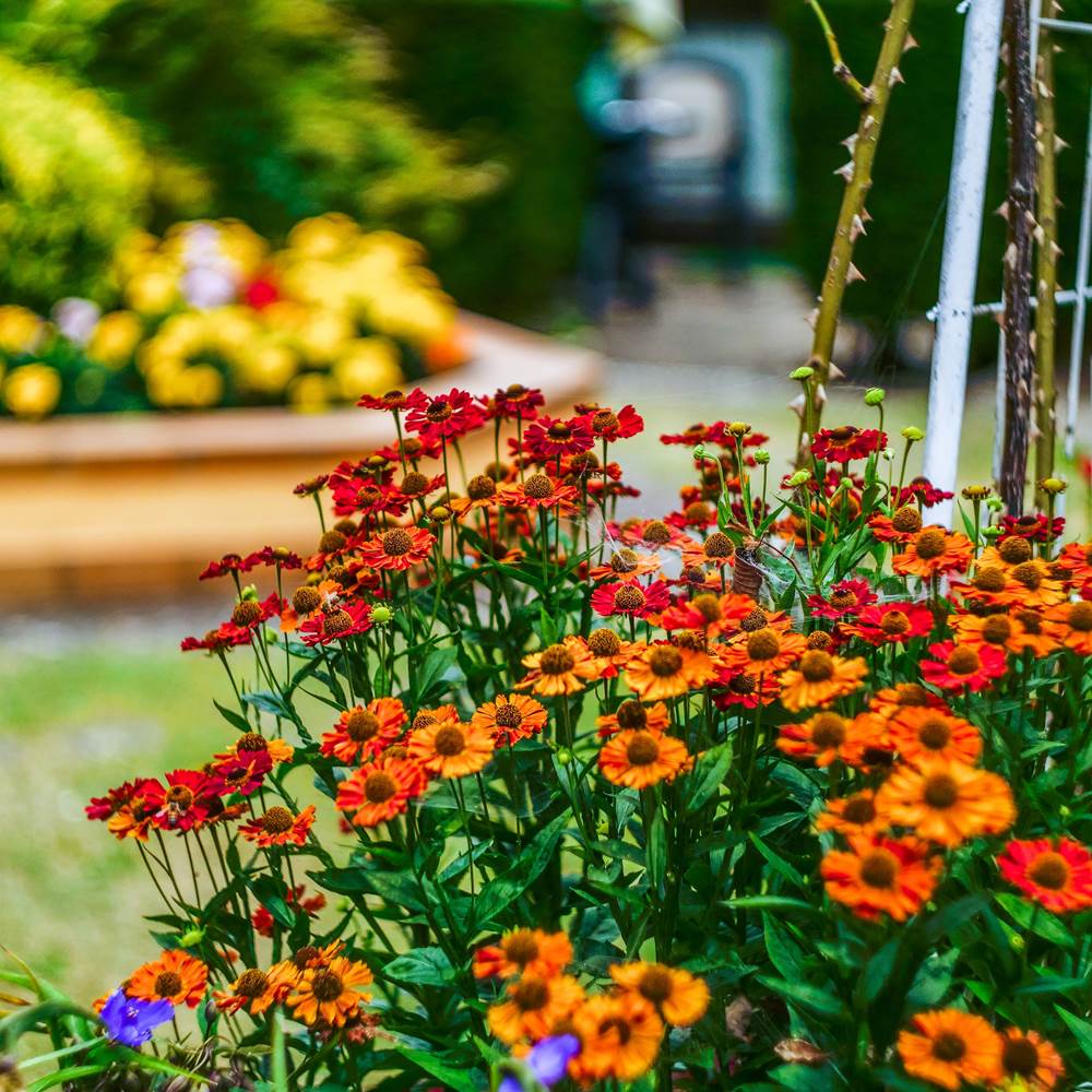 Fleurs en été à la Résidence-gallery