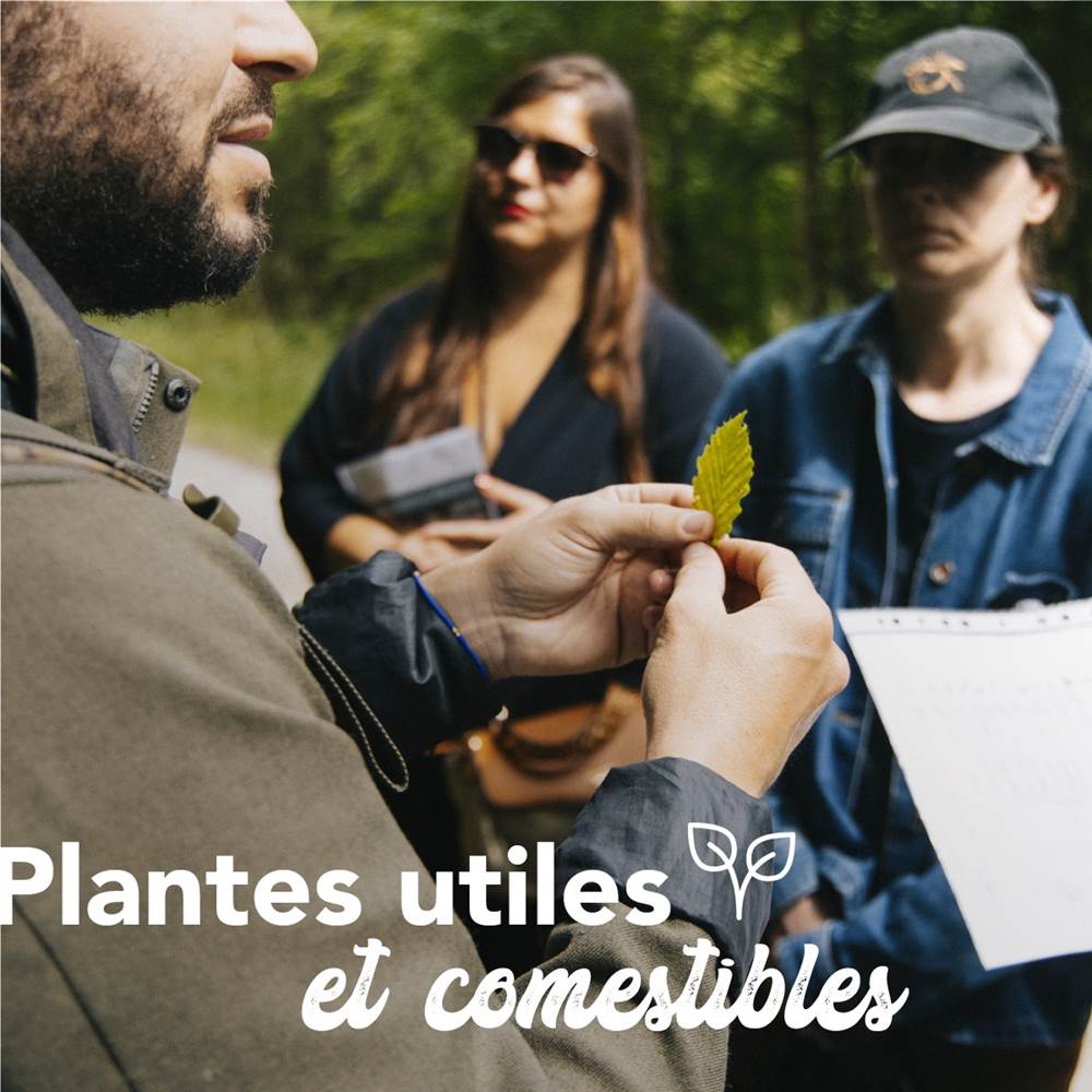 plantes utiles et comestibles_1-presta