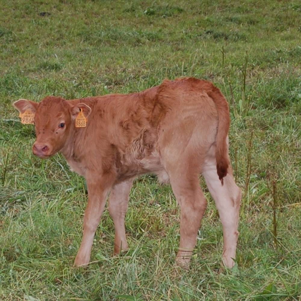 NOTRE ELEVAGE-gallery