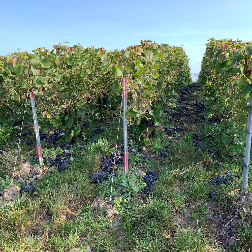 Découverte du vignoble de Champagne - Les Suites Champenoises-gallery