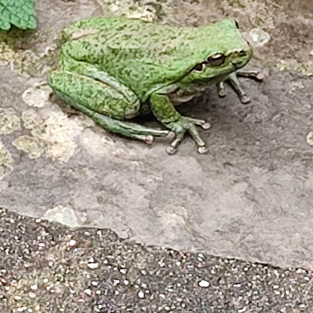 Grenouille du Mas-presta