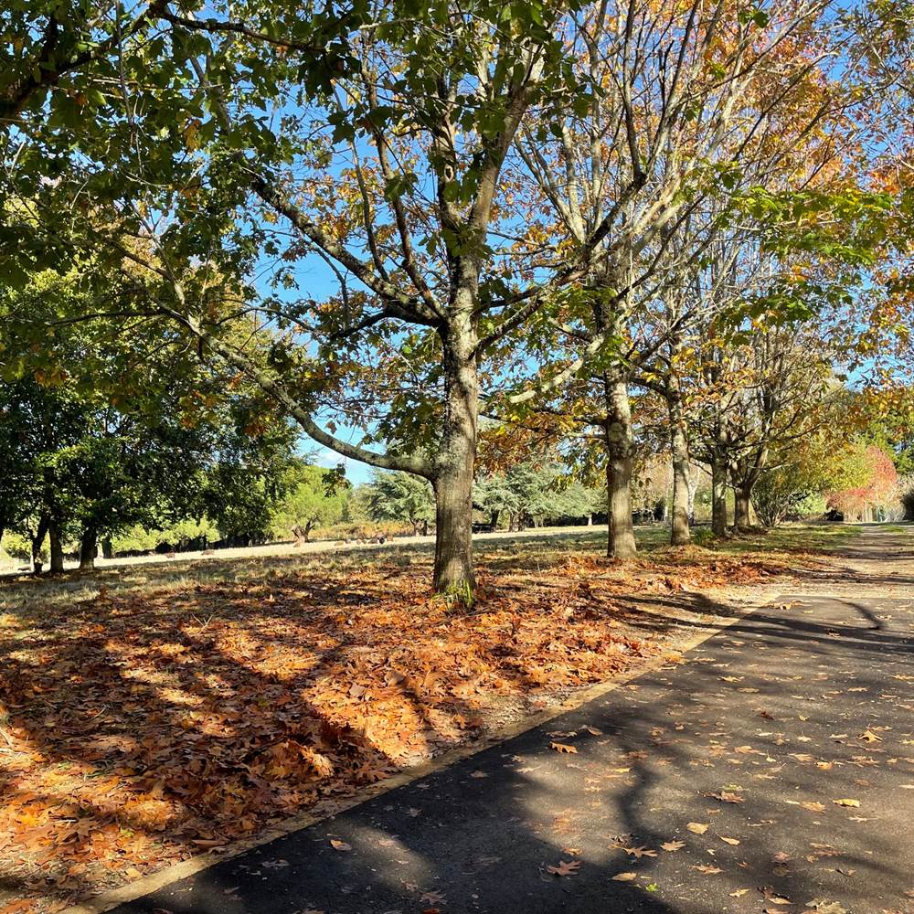 gite-bretagne-sud-golfe-du-morbihan-grand-parc-couleurs-automne-gallery