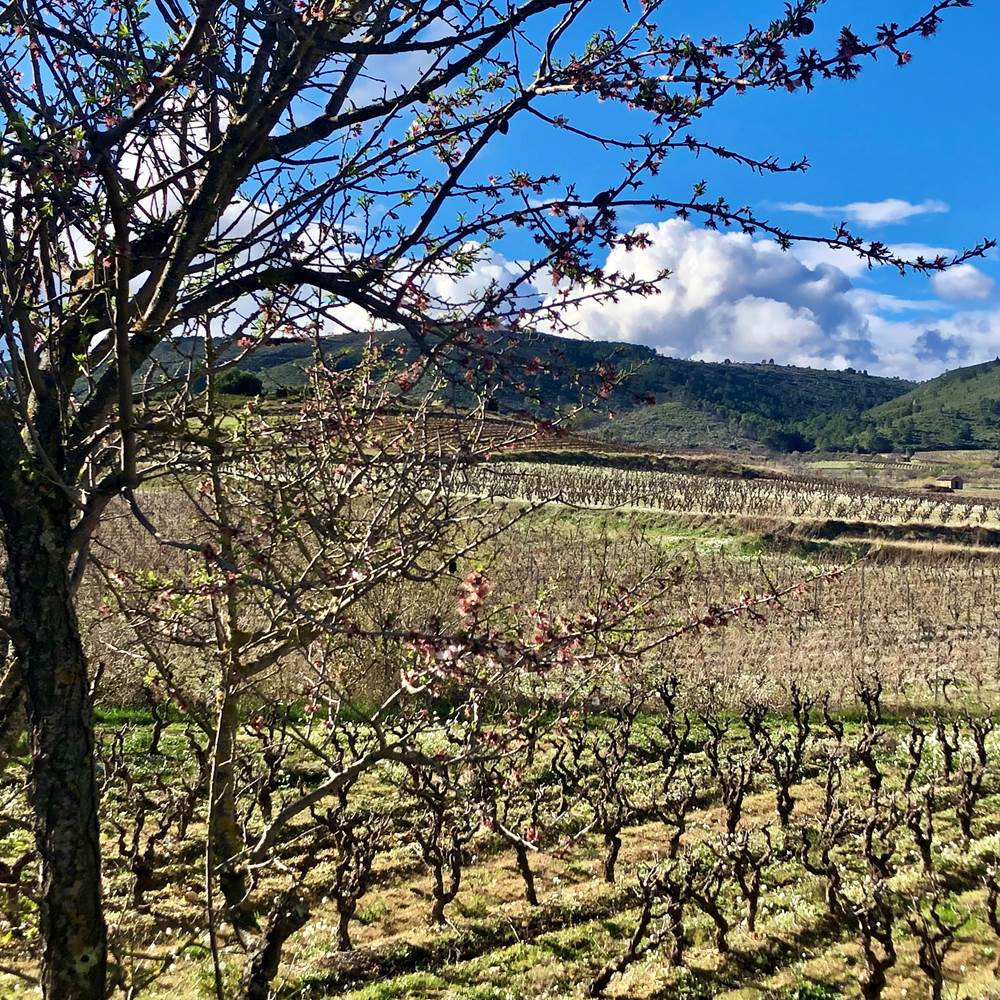 Printemps dans le vignoble de Montséret-presta