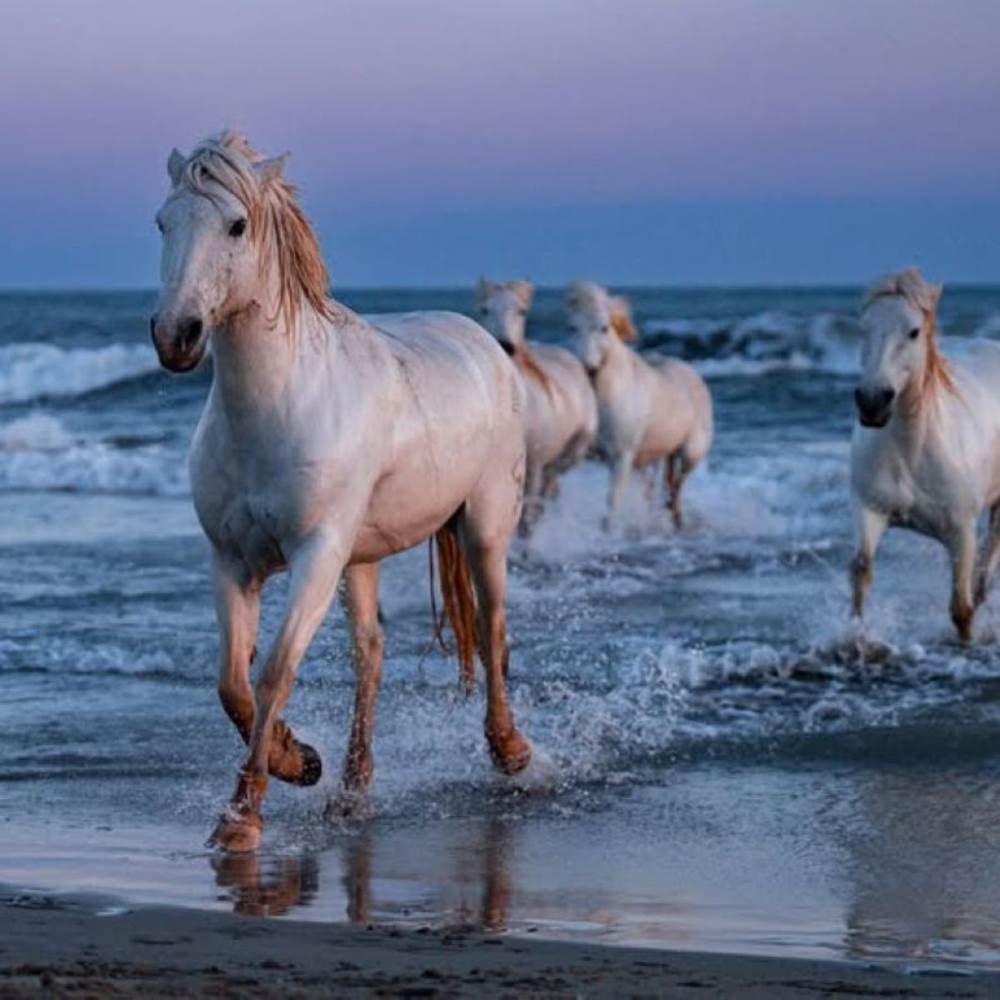 484808899_1292354942614113_6822166456498996507_n-presta