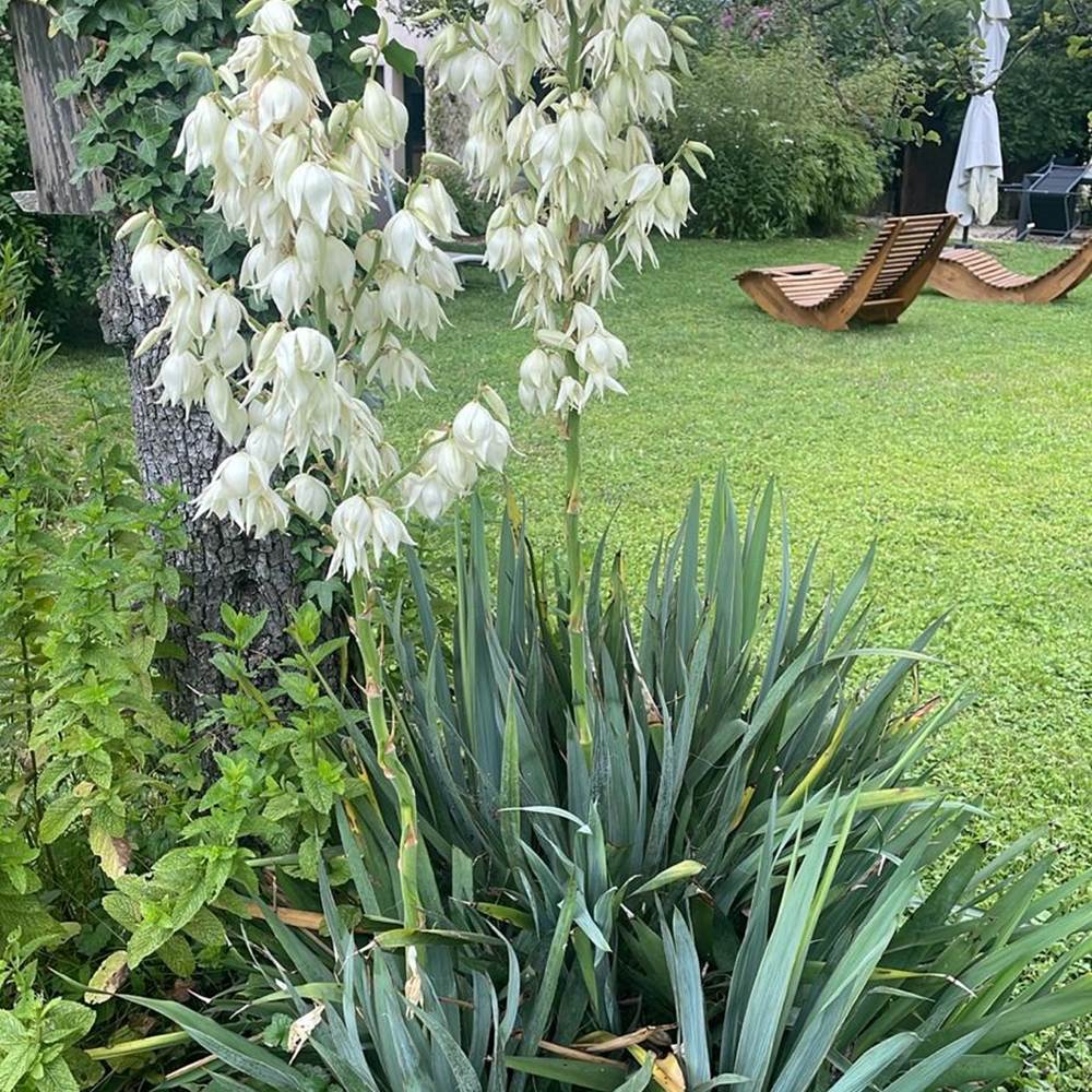le yucca trône majestueusement au milieu du jardin-gallery