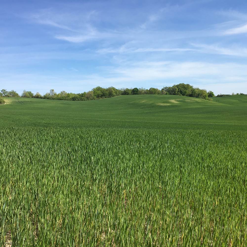 Champ de blé près de Cahors en avril-presta