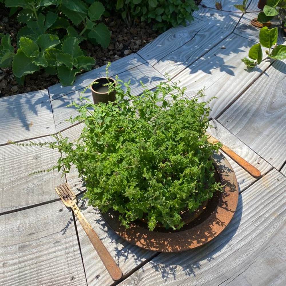 IMG-20200720-WA0017-presta