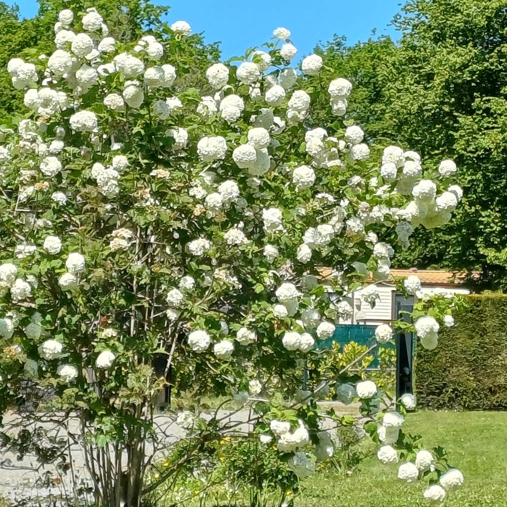 jardin au printemps-gallery