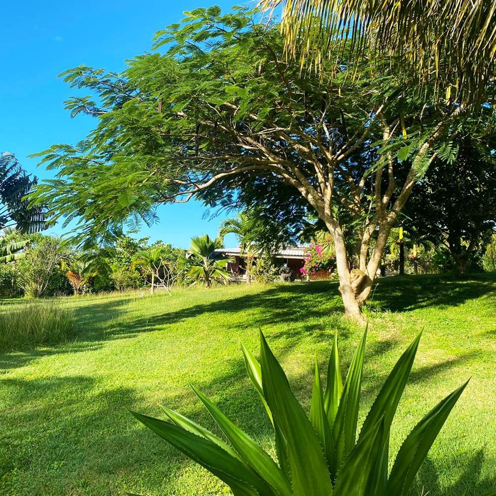 Flamboyant  MounKaPoussé-presta