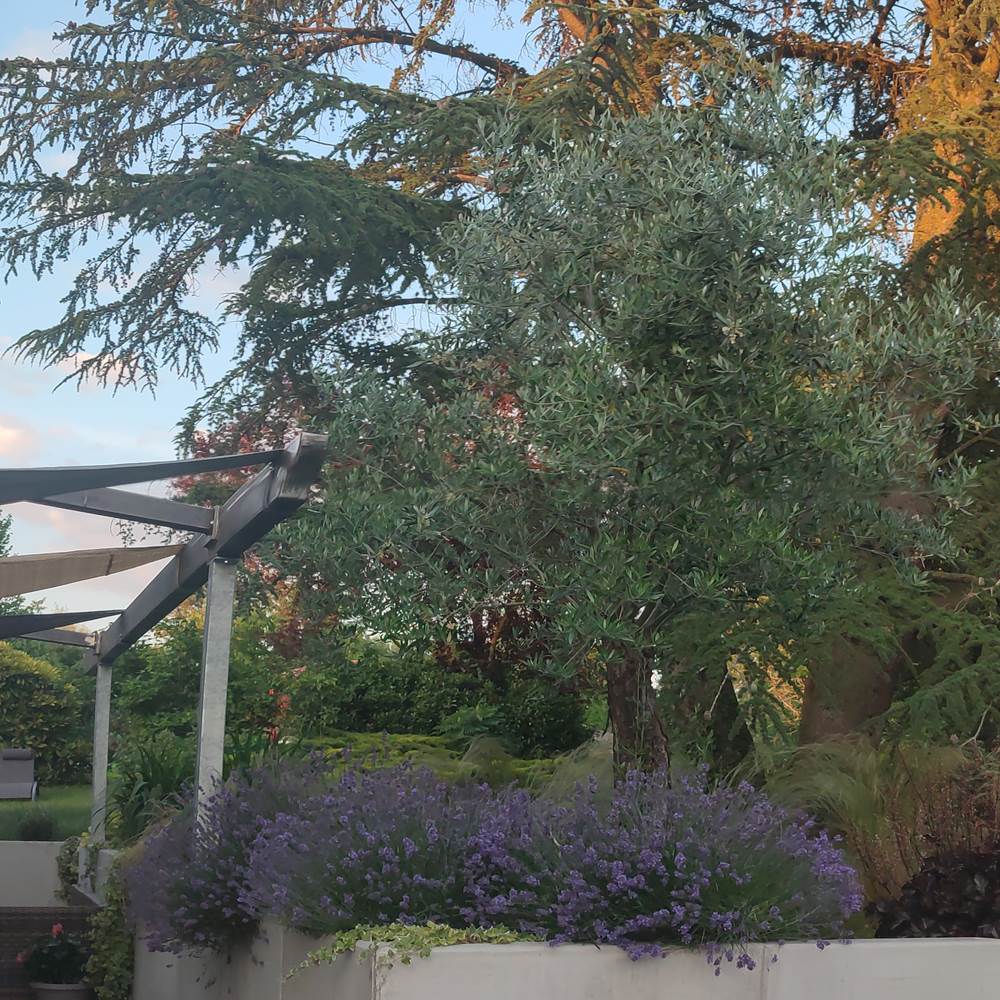 Transats à disposition pour profiter du jardin-presta