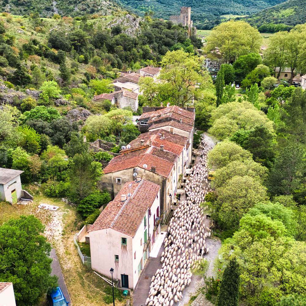 Transhumance-presta