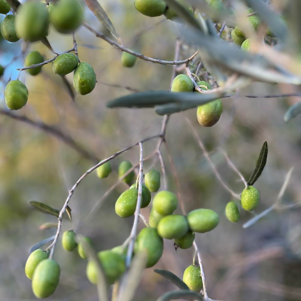 tempImage0AkLk7-gallery