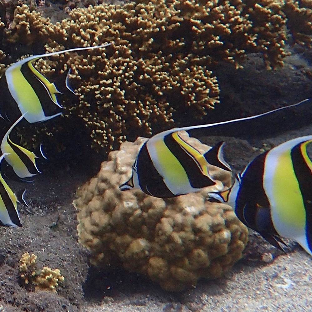 les-poissons-du-lagon-detang-sale-proche-de-cazadodo-la-reunion-gallery