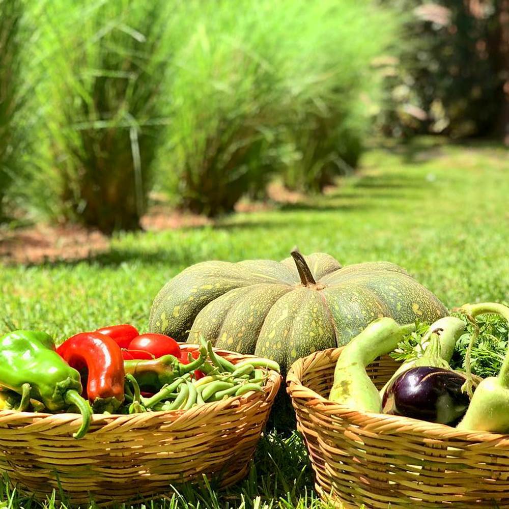 POTAGER-presta
