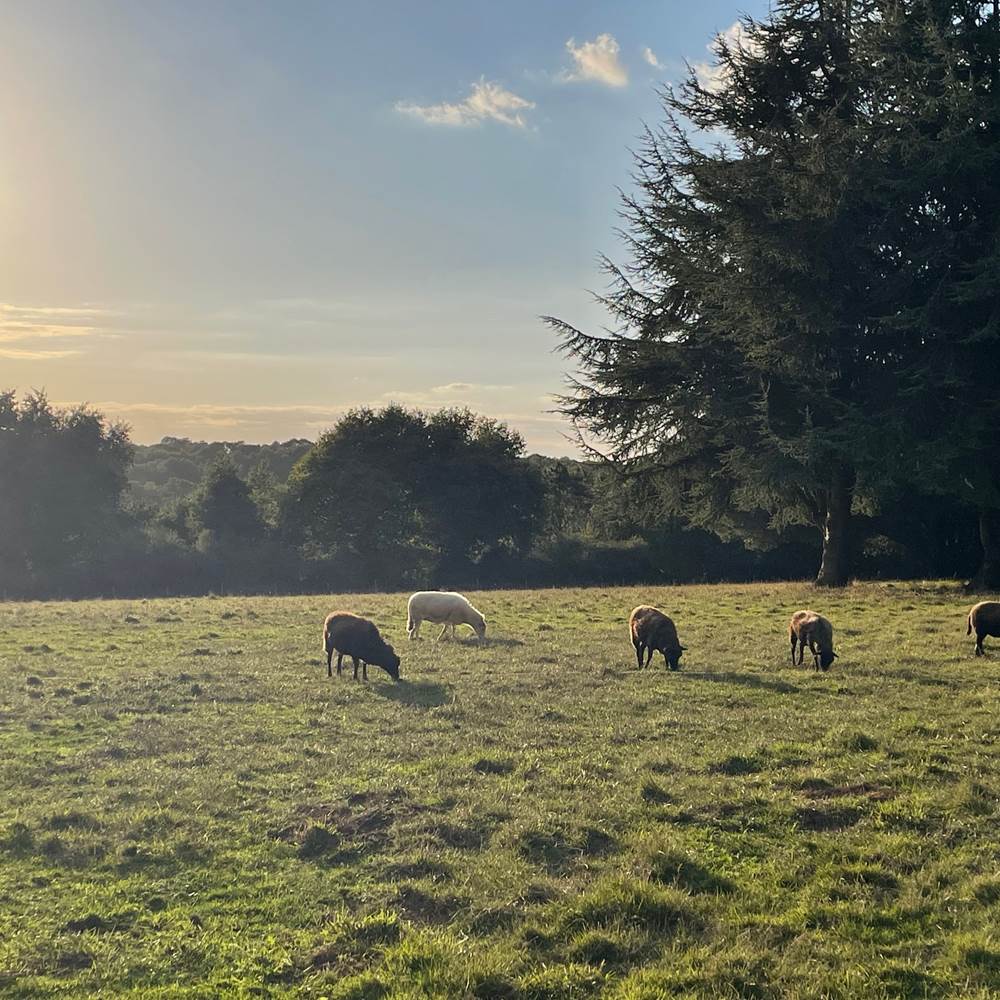 Moutons parc-gallery