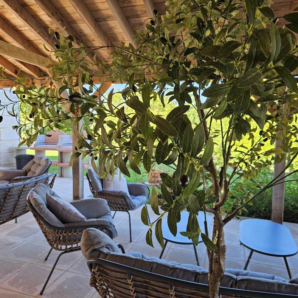 LB Olive tree in covered terrace-presta