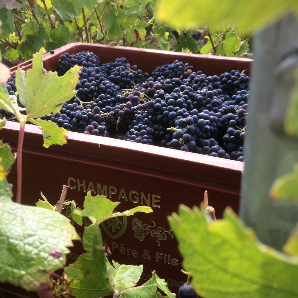 Vendanges en Champagne-gallery