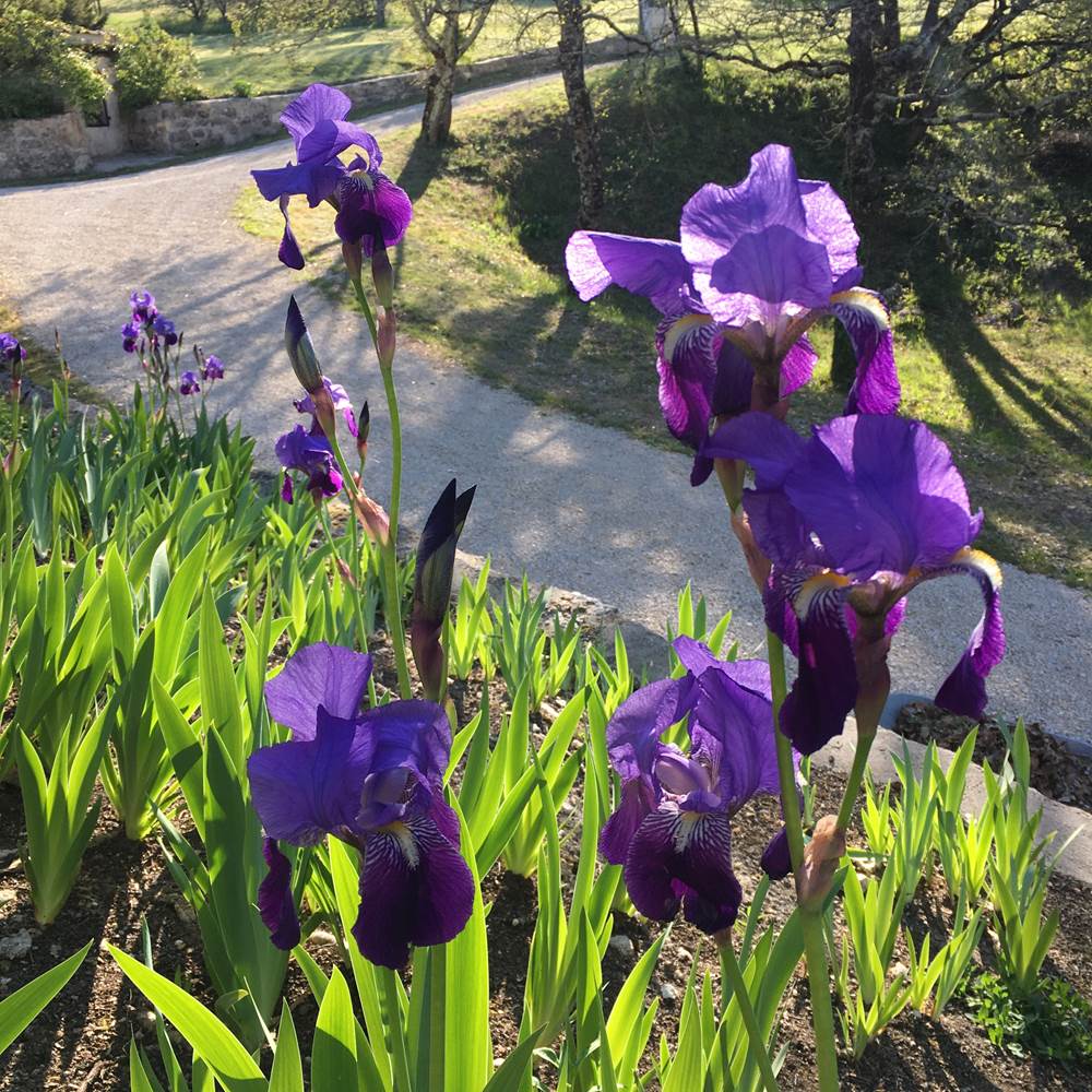 Nature préservée et iris-presta