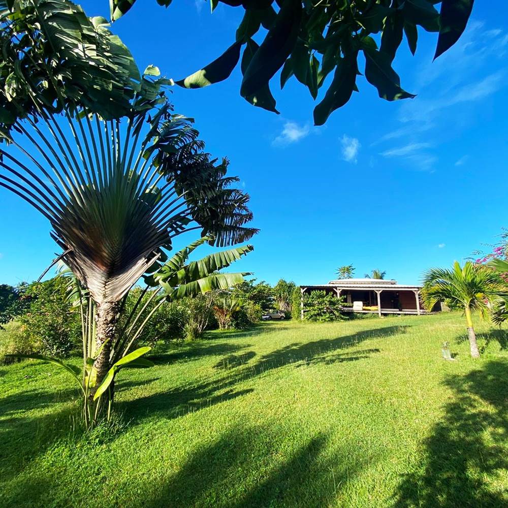 Arbre du voyageur sur parc  MounKaPoussé-presta