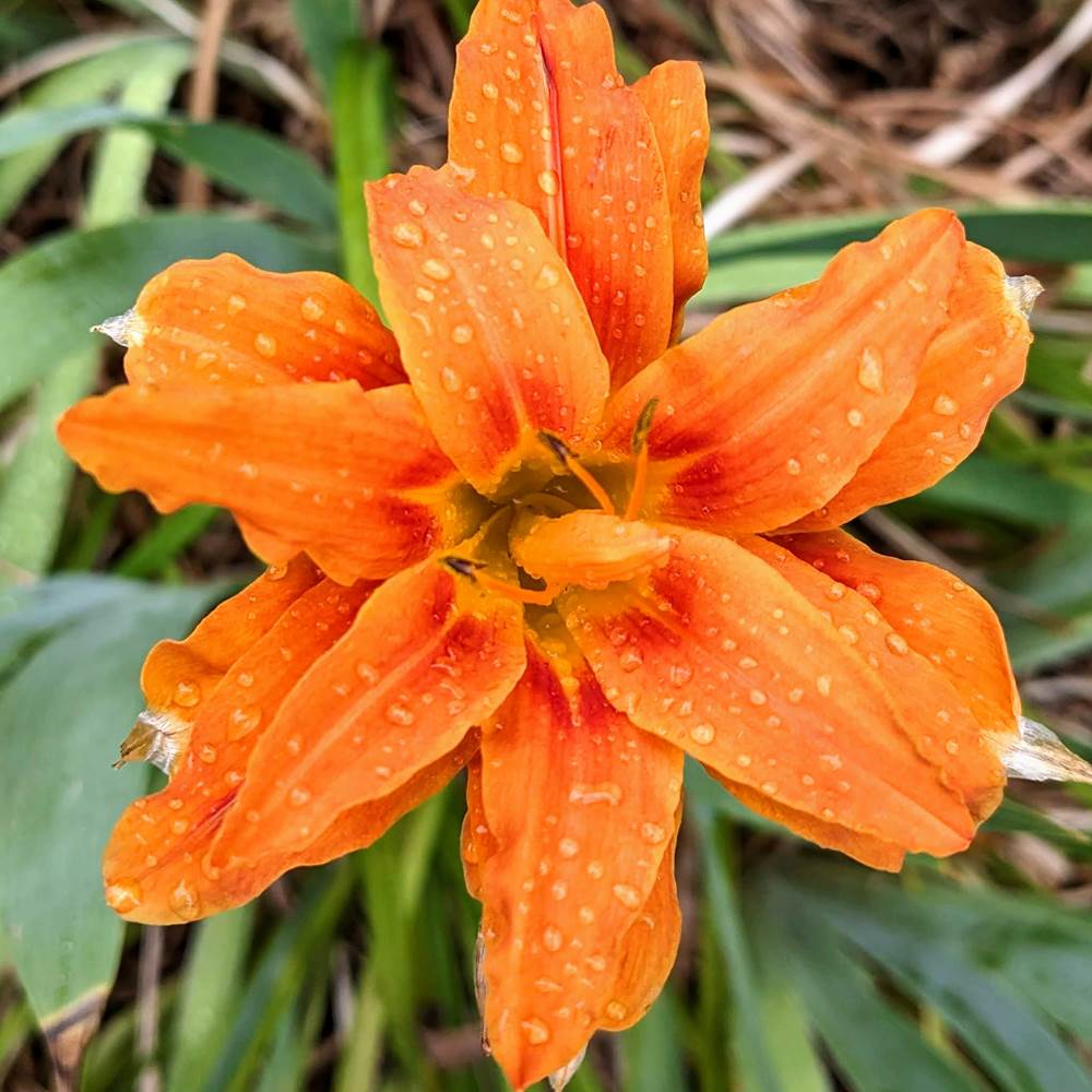 au jardin...-gallery
