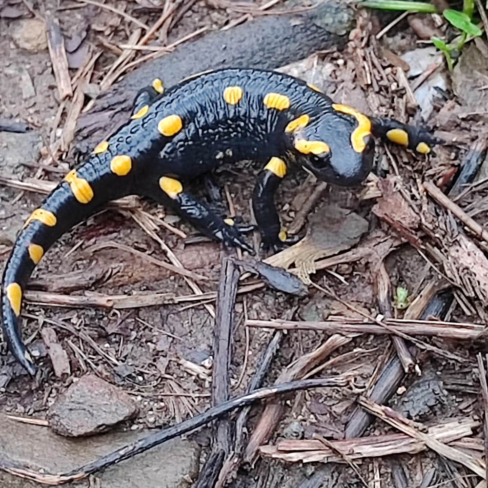 Salamandre vivant au Mas-presta