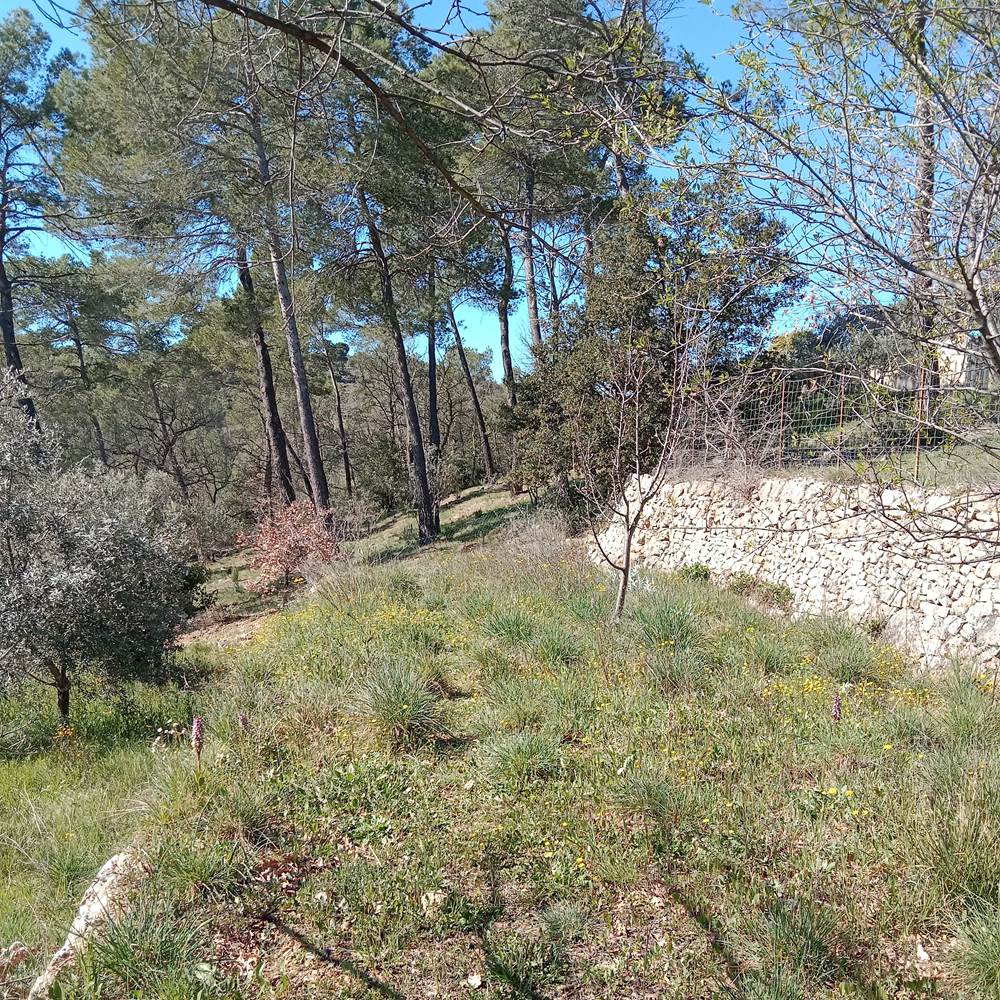 Une des Vues des 4 000 M2 de restanques et vegetation-presta
