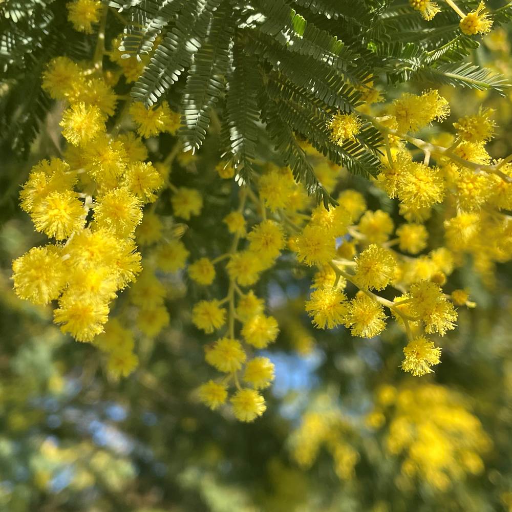 Mimosa du jardin-gallery