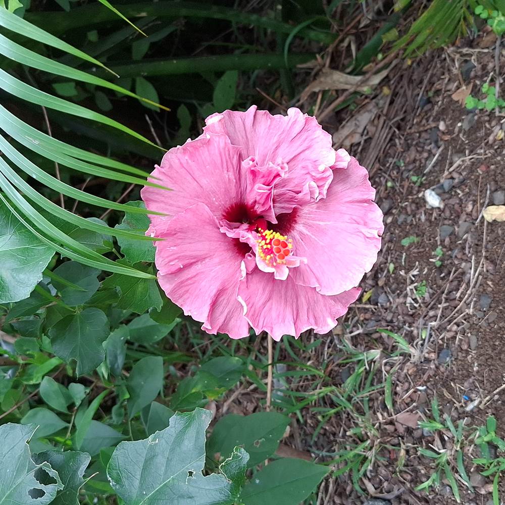 HIBISCUS