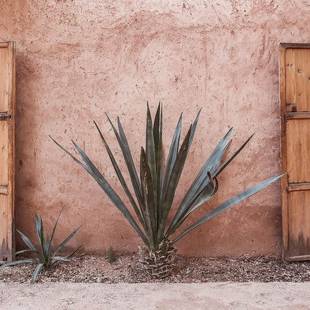CACTUS-presta