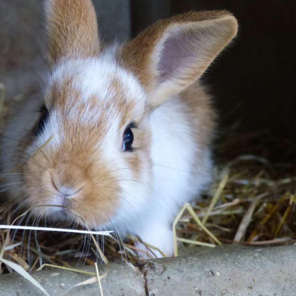 NOS PETITS LAPINS-gallery