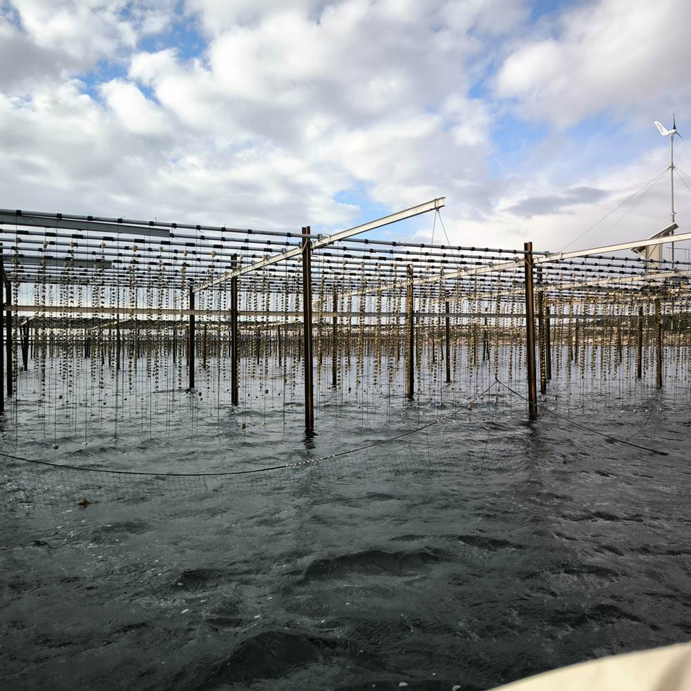 Table ostreicole-presta