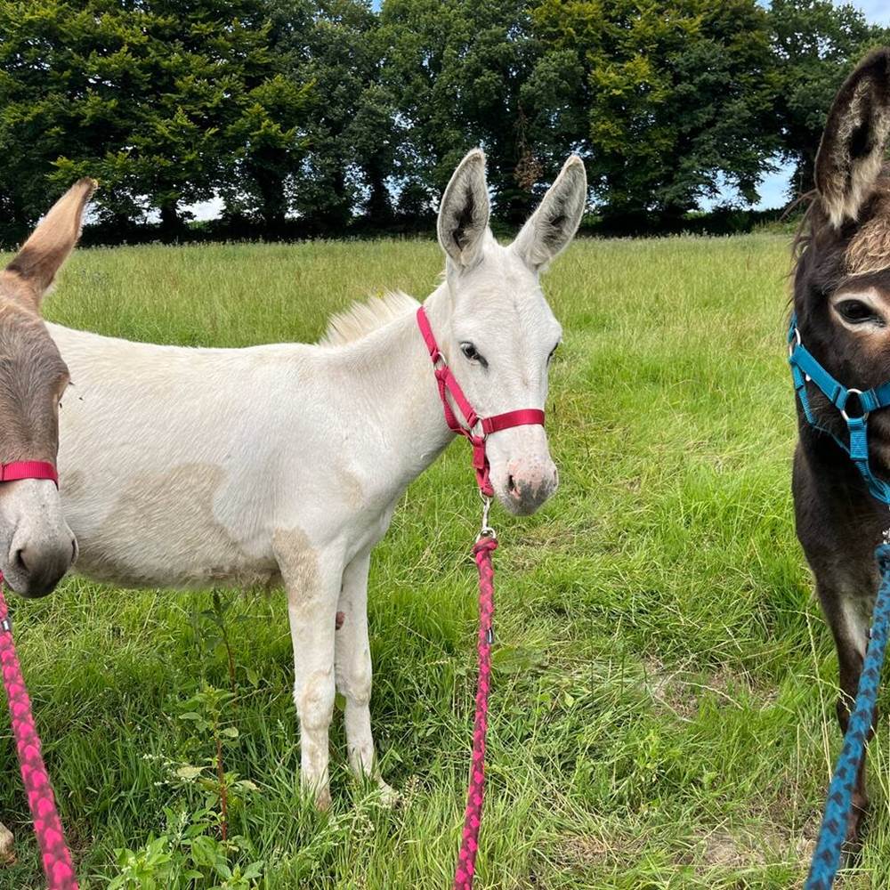 731ea7be-7684-48a6-bc66-c6699a4e6306 2-galerie